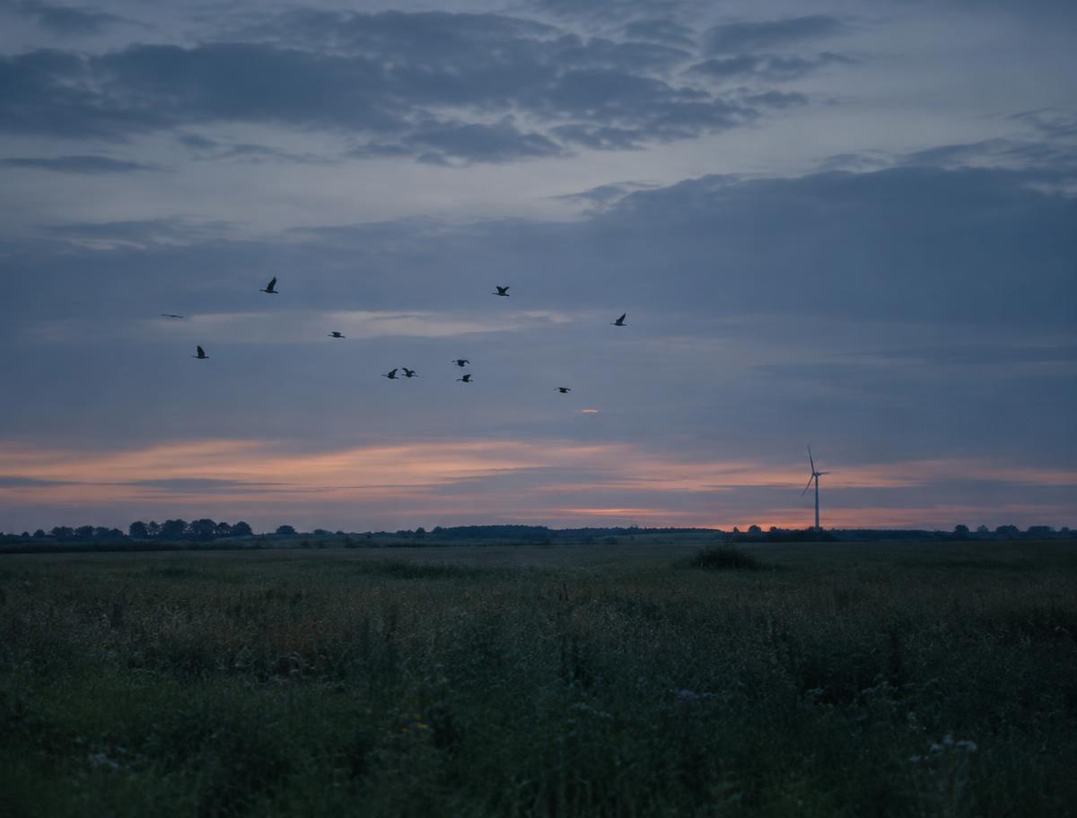 Ptaki nad łąką o zmierzchu, w oddali turbina wiatrowa